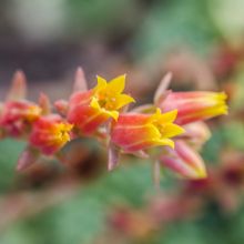24-07-2016 Amanda's garden
